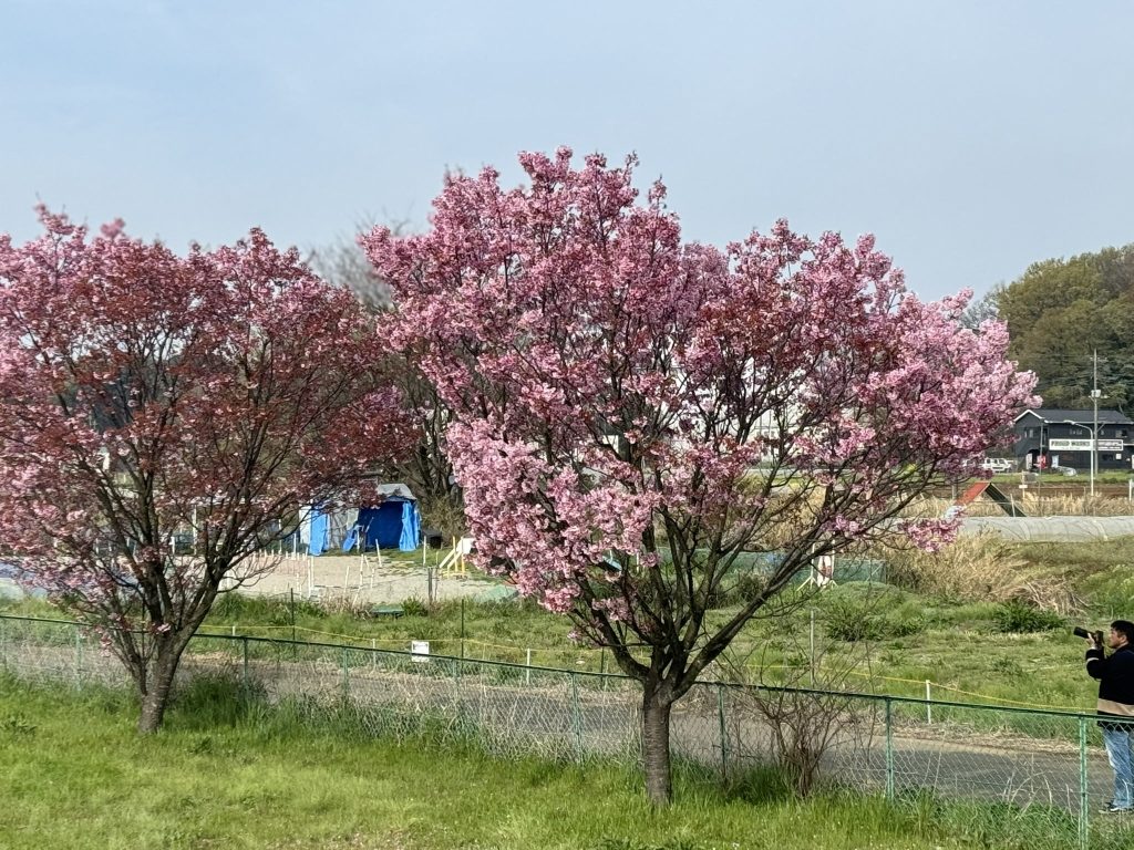 清瀬市柳瀬川沿いの桜スポット