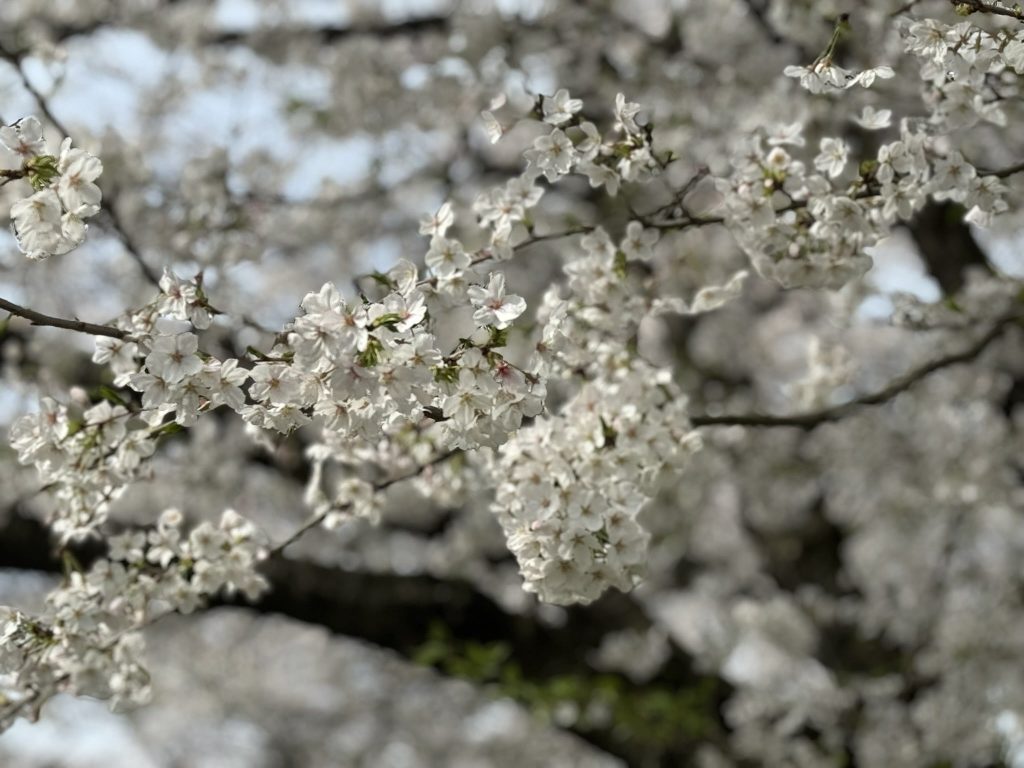 日本らしい桜の木々