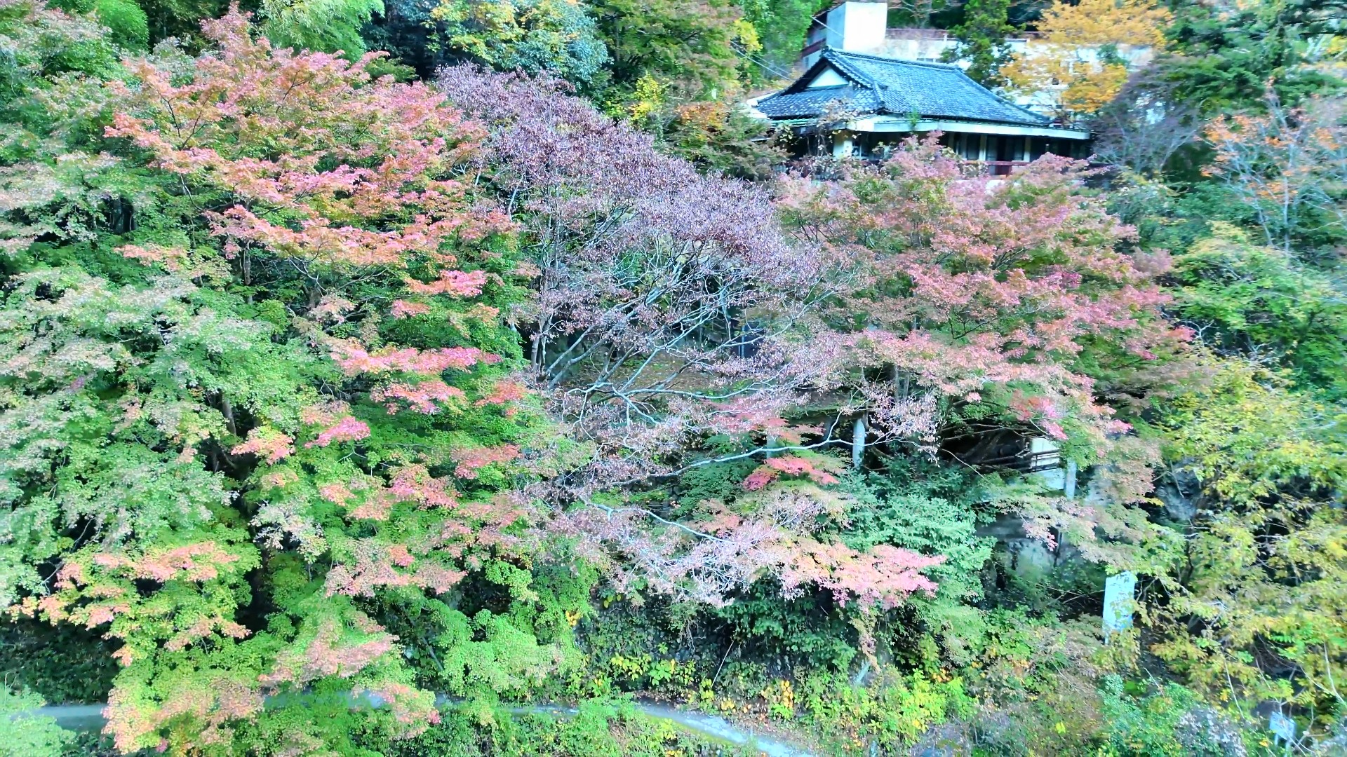 2024年秋 紅葉の鳩ノ巣渓谷